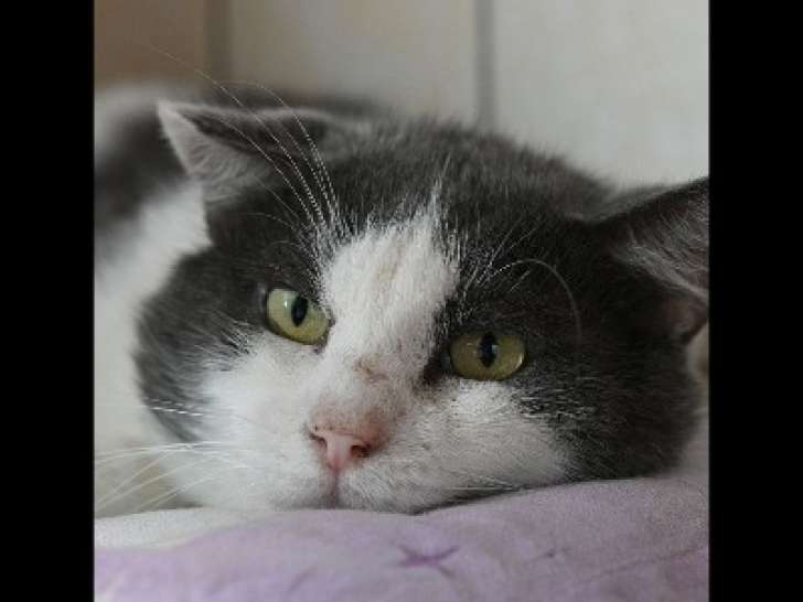 En quête d’une famille, chat de 4 ans