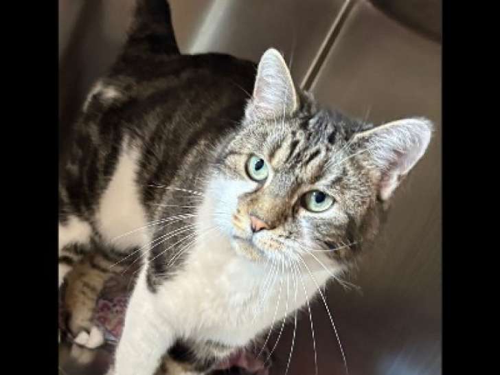 À la recherche d'un foyer, chat gris et blanc