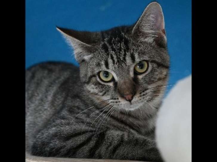 À adopter : chaton mâle tigré