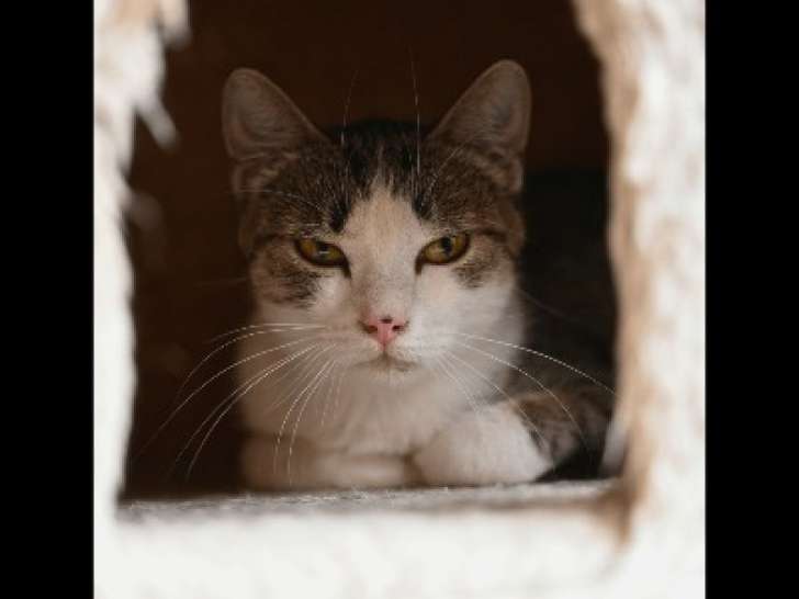 En attente d'adoption : chatte tigrée blanche