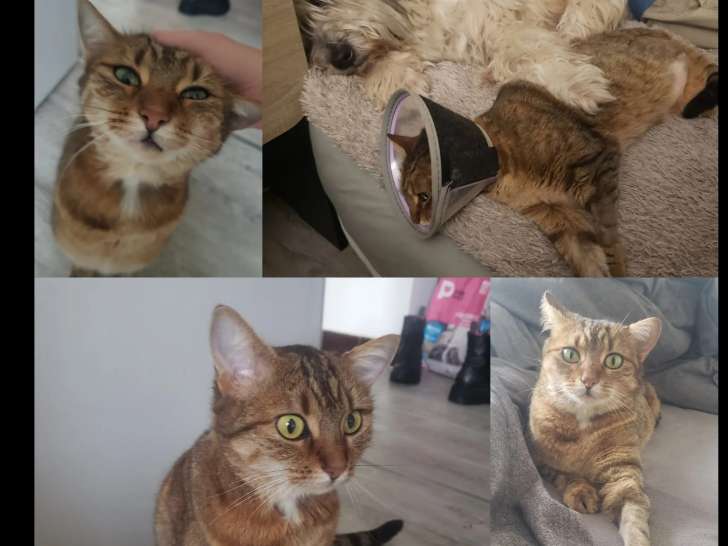 Prête pour l’adoption : chatte de 2 ans