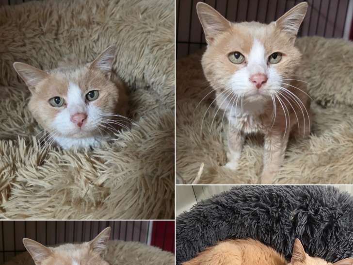 En attente d'un foyer : chat roux et blanc