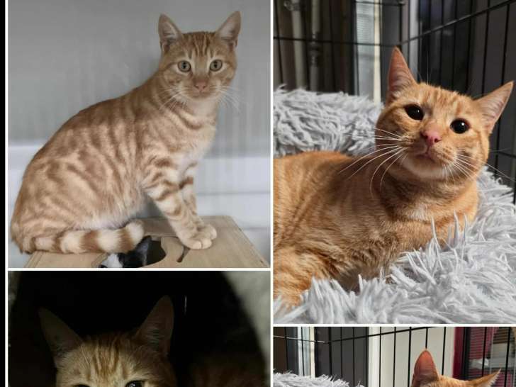 À accueillir : chats tigrés roux