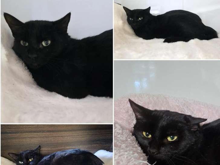 Adoption disponible : chatte de couleur noire