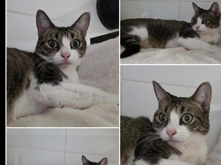 À la recherche d’un foyer : chatte tigrée blanche
