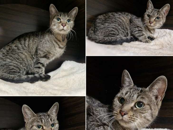 Chatte de 5 ans à adopter