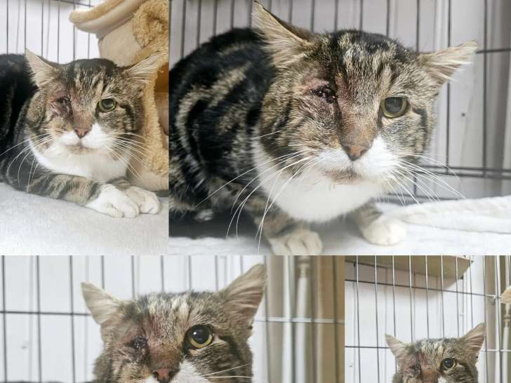 Chat tigré blanc disponible à l'adoption