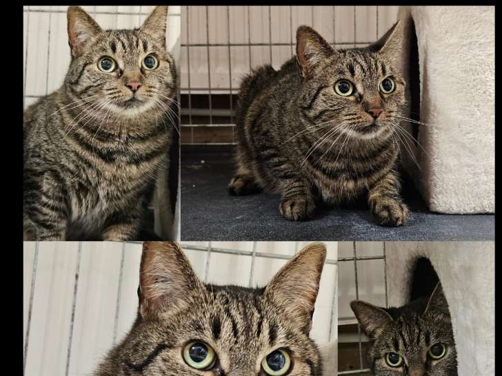 Chatte de 8 ans en attente d’adoption