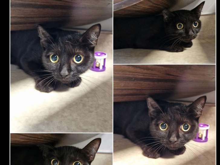 Chatte d'un an prête pour l'adoption