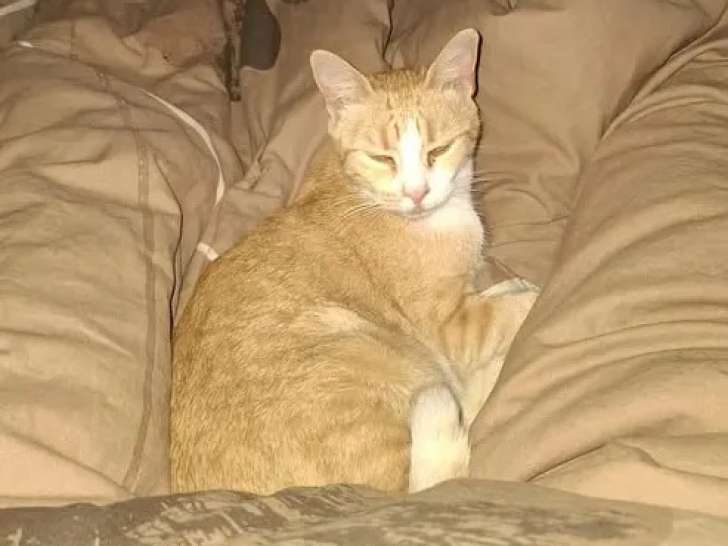 Chatte de 9 ans en attente d'un foyer