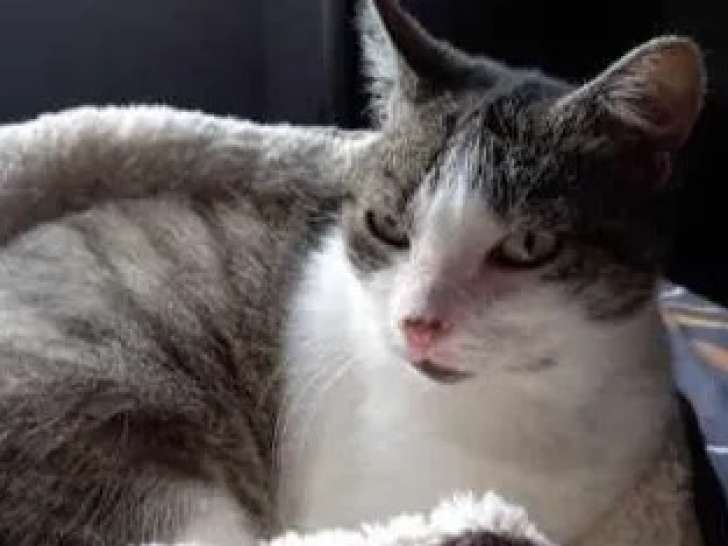 Chatte grise et blanche à accueillir