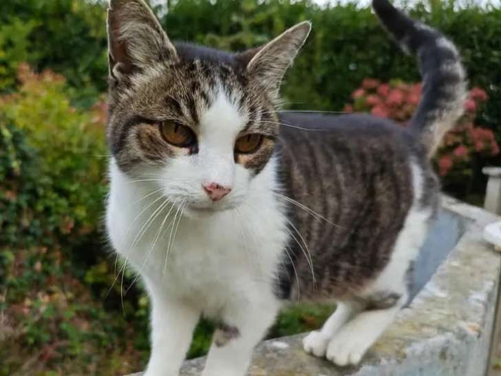Chatte âgée de 9 ans en quête d’une famille