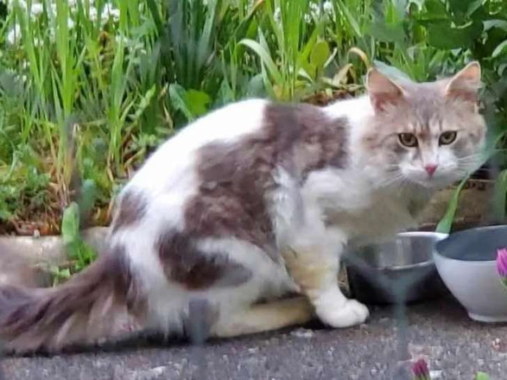 Adoption disponible : chat gris et blanc