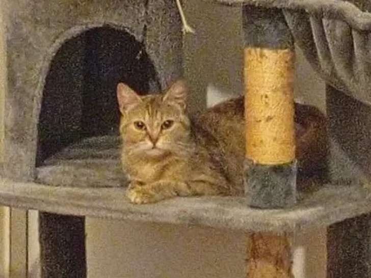 Chatte de 2 ans à la recherche d’une famille