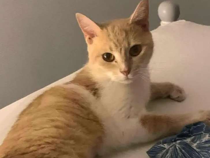 Disponible à l'adoption, chatte d'un an