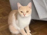 Disponible à l'adoption, chatte d'un an