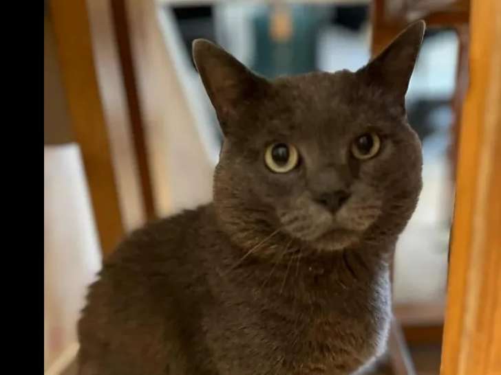 En attente d'adoption, chat de couleur grise