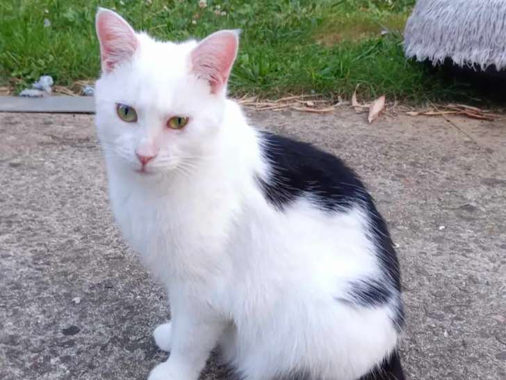 Prête pour l’adoption, chatte noire et blanche