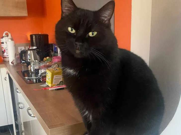 En attente d'une famille, chatte de 8 ans