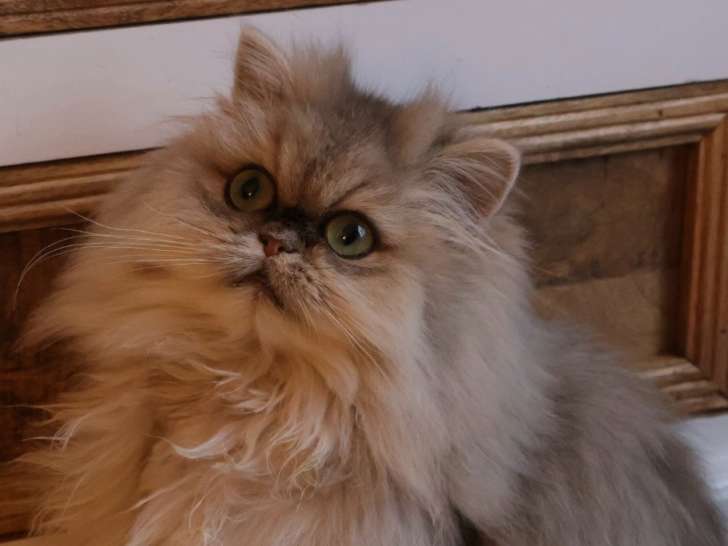 Anastasia, chatonne Persan à vendre