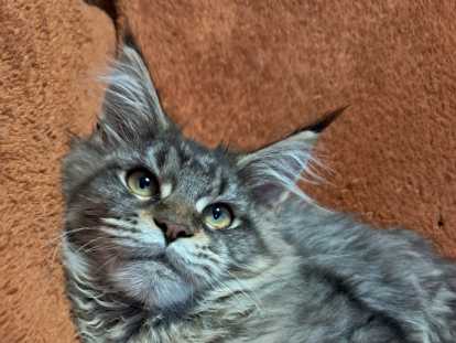 Chatons Maine Coon LOOF disponibles