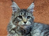 Chatons Maine Coon LOOF disponibles