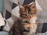 Chatonne Maine Coon LOOF &agrave; vendre