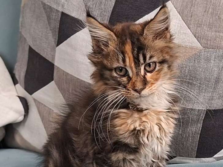 Chatonne Maine Coon LOOF à vendre