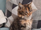 Chatonne Maine Coon LOOF à vendre