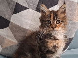 Chatonne Maine Coon LOOF à vendre
