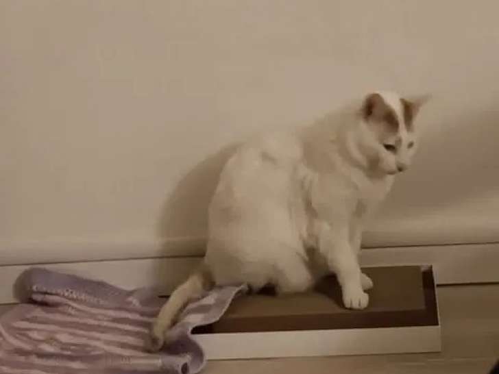 À adopter : chat au pelage blanc