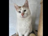 À adopter : chat au pelage blanc