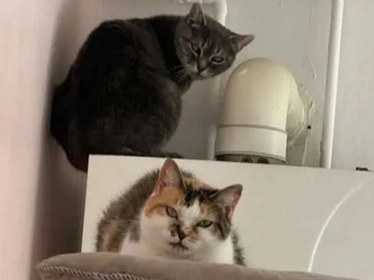 Disponible à l'adoption : chatte de 13 ans