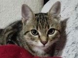 Adoption disponible : chaton m&acirc;le tigr&eacute;
