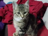 Adoption disponible : chaton m&acirc;le tigr&eacute;
