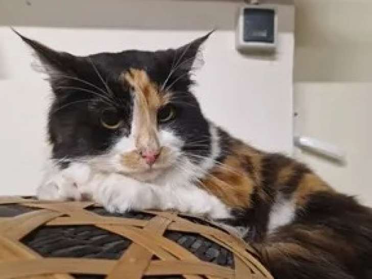 À la recherche d’une famille : chatte de 5 ans