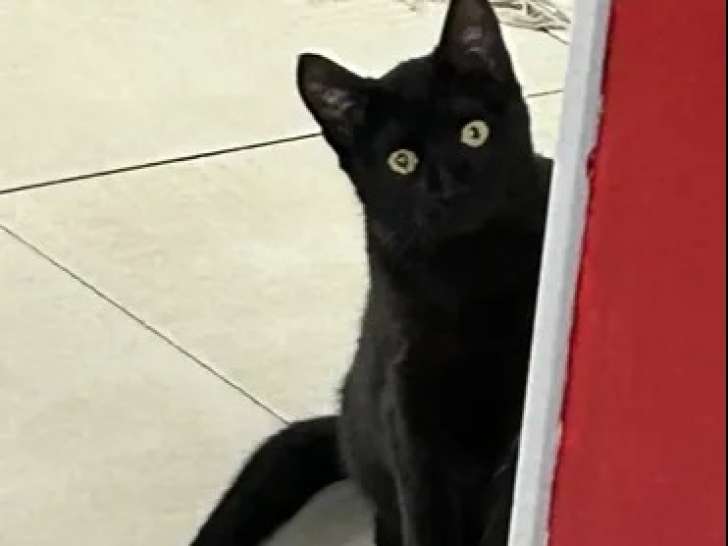 Chatonne de 6 mois disponible à l'adoption