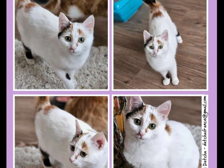 Chatonne de 5 mois à accueillir