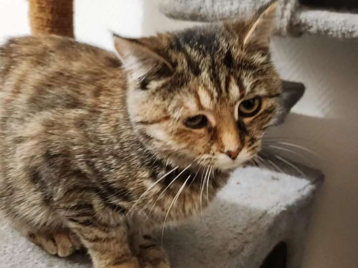 Adoption disponible : chatonne de 7 mois