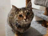 Adoption disponible : chatonne de 7 mois