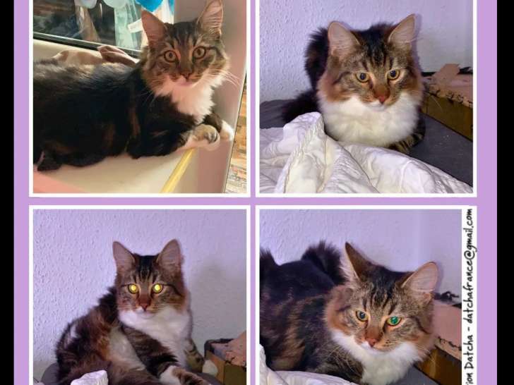 Chaton mâle tigré blanc à la recherche d’une famille