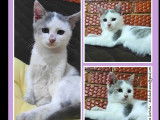 &Agrave; adopter, chaton m&acirc;le gris et blanc