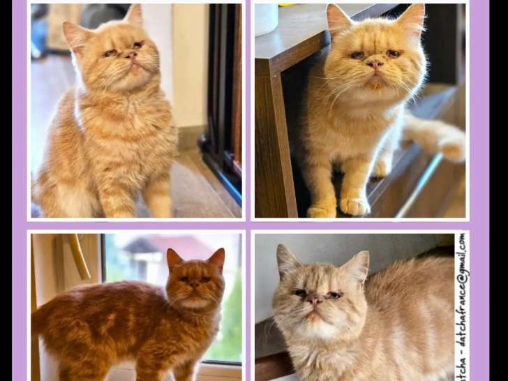 En attente d'adoption, chat de couleur rousse