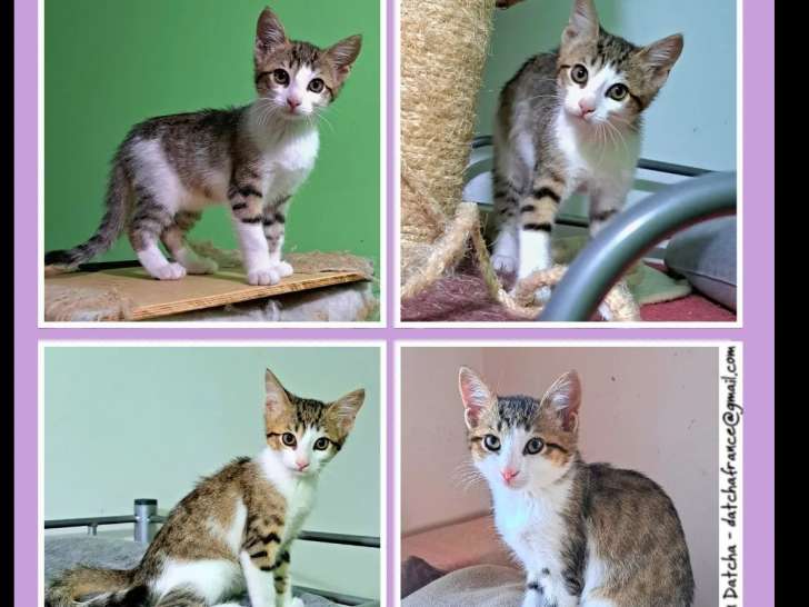 Prêt pour l'adoption, chaton mâle tigré