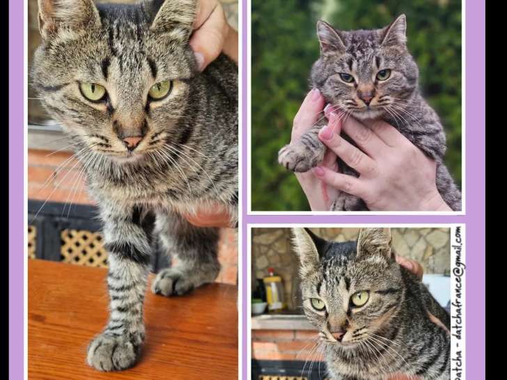 En attente d’une famille, chatte de 4 ans