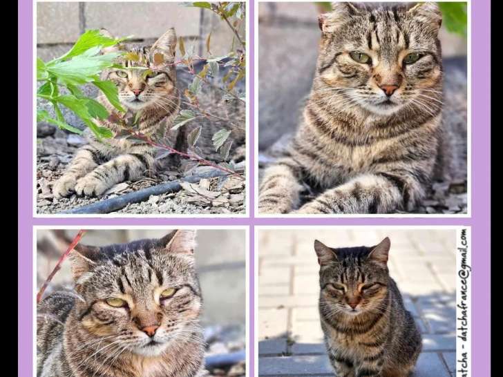 En quête d'un foyer, chatte au pelage tigré gris