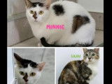 Adoption disponible : chatte de 2 ans