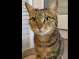 &Agrave; la recherche d&rsquo;un foyer, chatte tigr&eacute;e