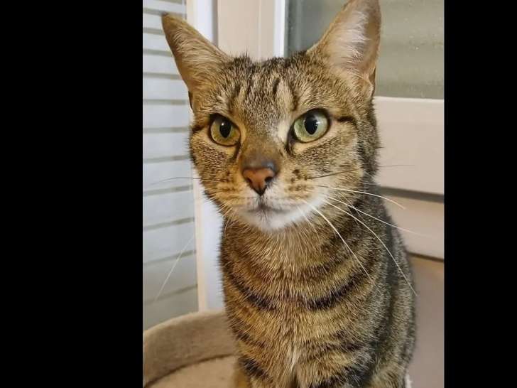 À la recherche d’un foyer, chatte tigrée