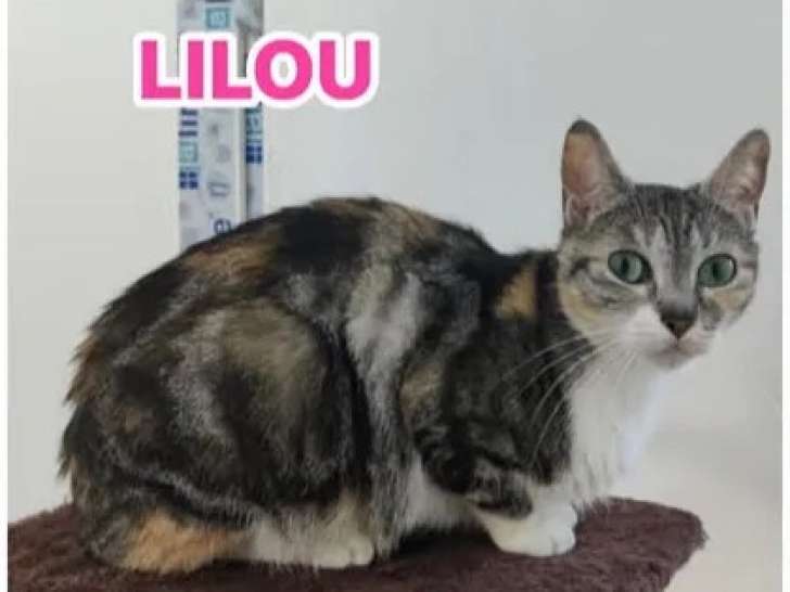 À adopter : chatte tricolore